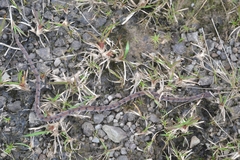 Asthenodipsas laevis