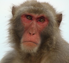 Macaca fuscata fuscata