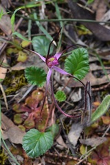 Caladenia versicolor
