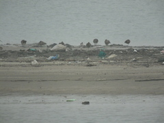 Limosa