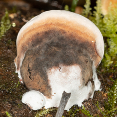 Fomitopsis