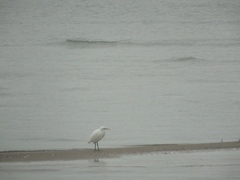 Egretta eulophotes