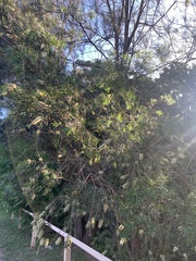 Melaleuca salicina