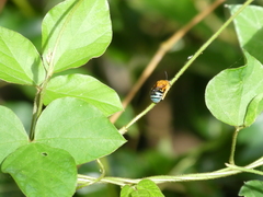 Amegilla cingulata