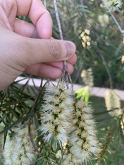 Melaleuca salicina