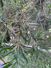 Melaleuca salicina