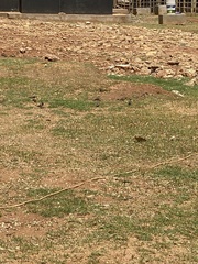 Spermestes cucullata