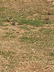 Spermestes cucullata