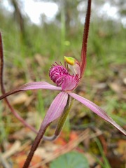 Caladenia versicolor