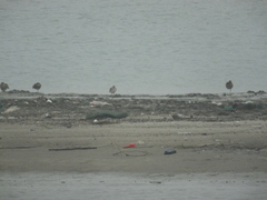 Limosa