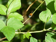 Amegilla cingulata