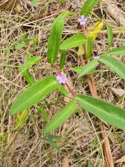 Eremophila debilis