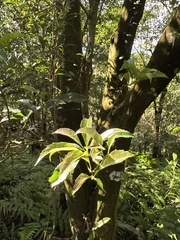 Helicia cochinchinensis