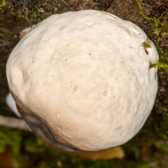 Fomitopsis