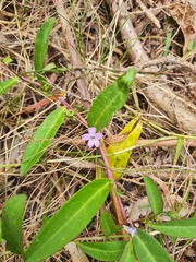 Eremophila debilis
