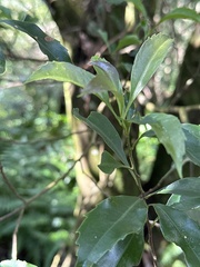 Helicia cochinchinensis