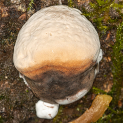 Fomitopsis