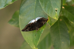Euthalia phemius