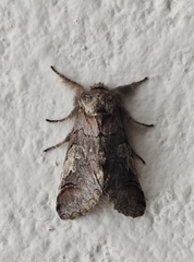 Diloba caeruleocephala