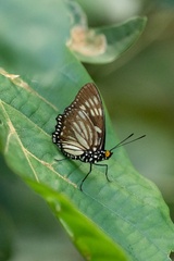 Euripus nyctelius