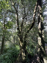 Helicia cochinchinensis