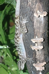 Cyrtodactylus marmoratus