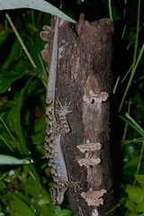 Cyrtodactylus marmoratus