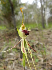 Caladenia villosissima