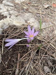 Colchicum stevenii