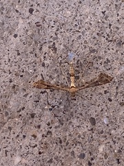 Lantanophaga pusillidactylus