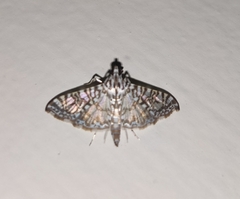 Glyphodes onychinalis