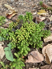 Sedum × rubrotinctum