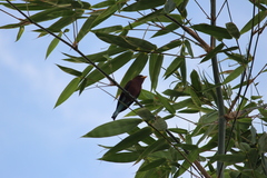 Eurystomus glaucurus