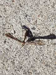 Lantanophaga pusillidactylus