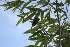 Eurystomus glaucurus