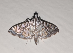 Glyphodes onychinalis