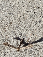 Lantanophaga pusillidactylus