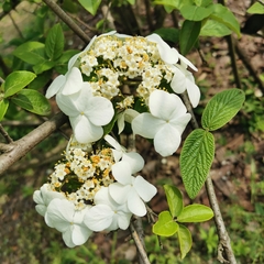 Viburnum macrocephalum