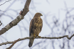 Buteo buteo