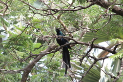 Lamprotornis caudatus