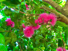 Syzygium malaccense