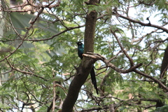 Lamprotornis caudatus