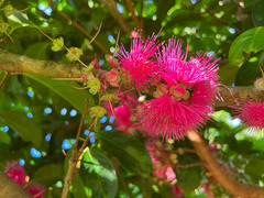Syzygium malaccense