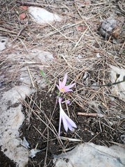 Colchicum stevenii