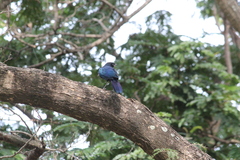 Lamprotornis caudatus