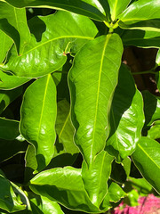 Syzygium malaccense