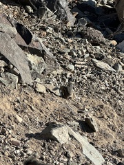 Ammospermophilus harrisii