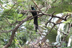 Lamprotornis caudatus