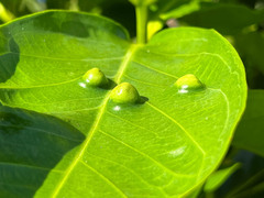 Syzygium malaccense
