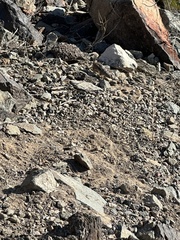 Ammospermophilus harrisii